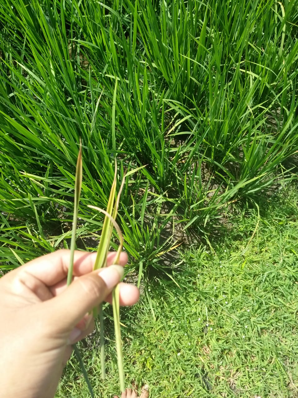 Waspada Kresek Di Musim Hujan 2018-2019