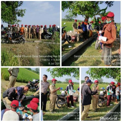 Gerdal Massal dalam Mengurangi Serangan Tikus di Kecamatan Bojonegoro