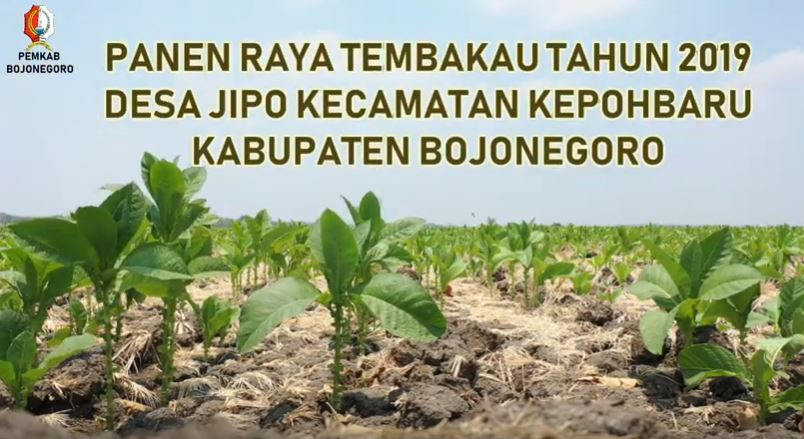 Panen Raya Tembakau Tahun 2019