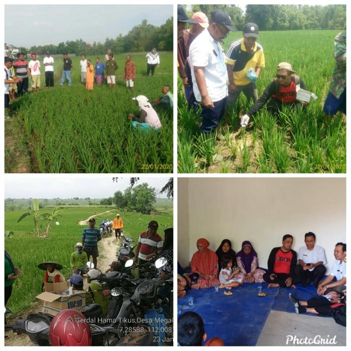 Tekan Populasi Tikus, Petugas POPT-PHP, Korluh, PPL Kedungadem Gerdal di 4 Desa