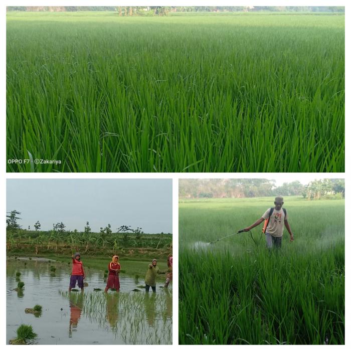 Petani Ngrandu Kedungadem Jatuh Cinta Pada Inpari 32 HDB