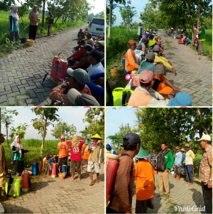 GERDAL HAMA PENGGEREK BATANG PADA TANAMAN PADI DI POKTAN SRI REJEKI DS. BESAH, KASIMAN