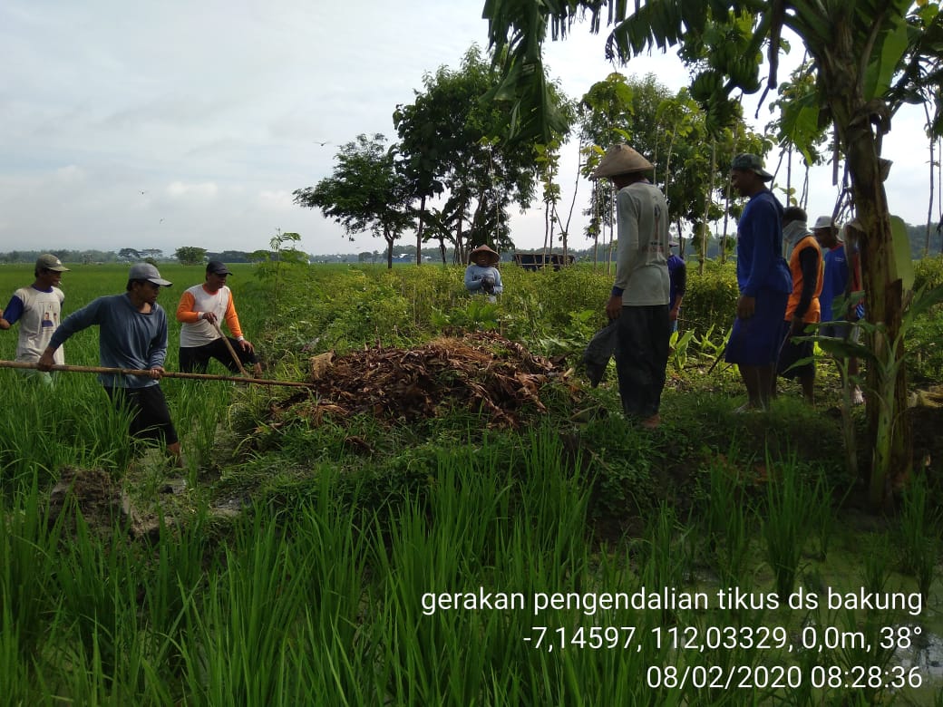Di Bakung Kanor Satu Ekor Tikus di Hargai Rp 2.000