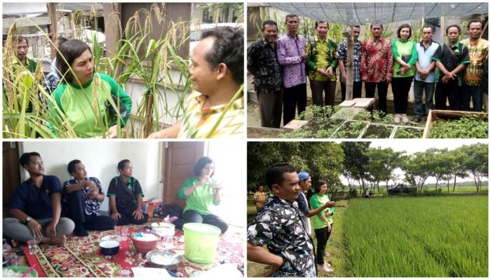MENELUSURI JEJAK VARIETAS PADI UNGGULAN BOJONEGORO