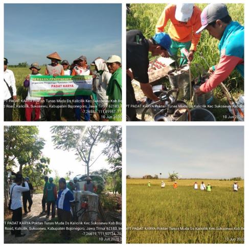 Kegiatan Gerdal Penggerek Batang pada tanaman padi