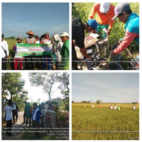 Kegiatan Gerdal Penggerek Batang Pada Tanaman Padi