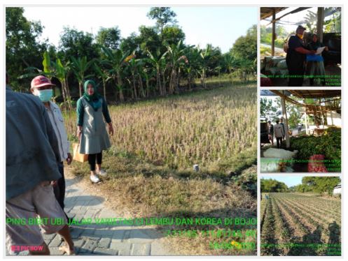 Inovasi Varitas Ubi Cilembu Dan Korea Di Kabupaten Bojonegoro