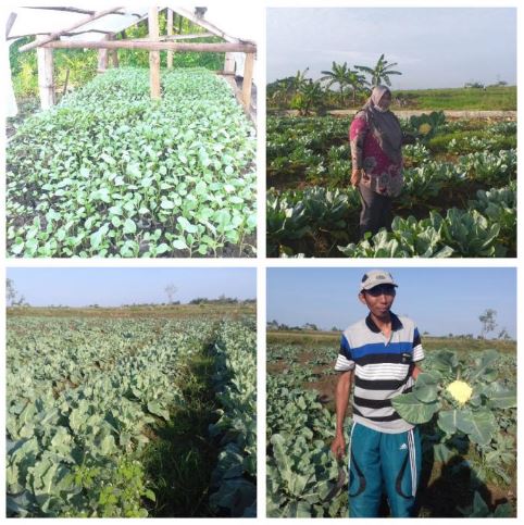 Pengembangan Tanaman Hortikultura Kembang Kol Di Lahan Tadah Hujan