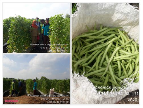 PETANI NGASEM MULAI MEMBUDIDAYAKAN TANAMAN BUNCIS