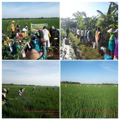 Gerdal OPT Blast di Poktan Ngestu Tani Desa Tanjungharjo Kec. Kapas
