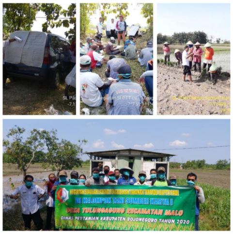 Kegiatan SLPTT Padi di Kelompok Tani Sumber Karya I Desa Tulungagung Kec. Malo