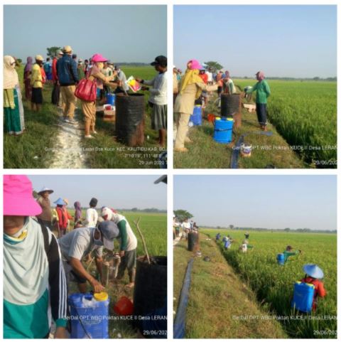 Gerakan Pengendalian WBC di Poktan KUCE II Desa Leran Kalitidu Kabupaten Bojonegoro