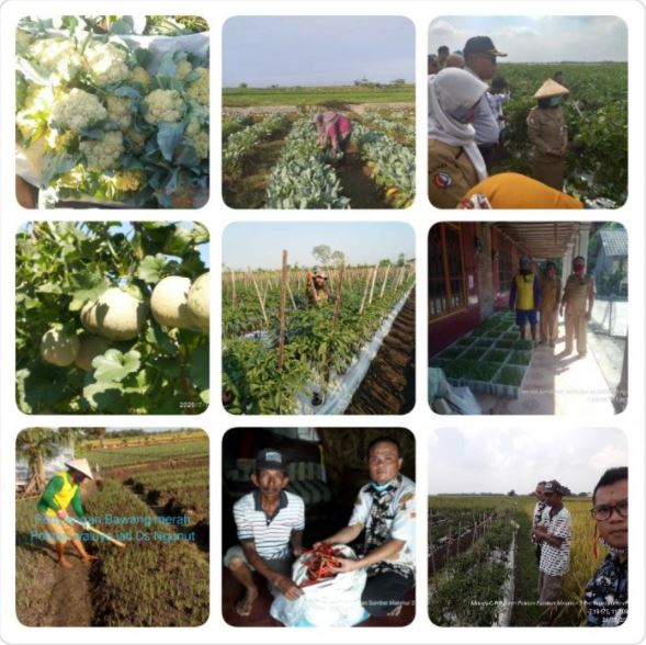 GELIAT PETANI HORTIKULTURA DI KABUPATEN BOJONEGORO