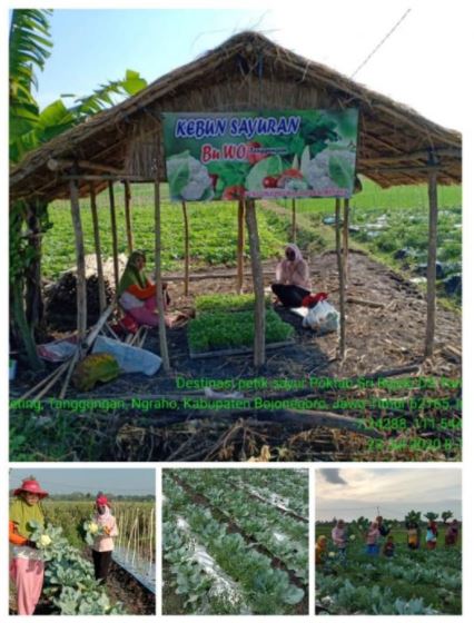 PETIK KEMBANG KOL DI KEBUN SAYUR BU WO DESA TANGGUNGAN KEC. NGRAHO