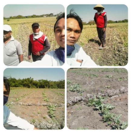 MENCOBA BARALIH KE HORTI