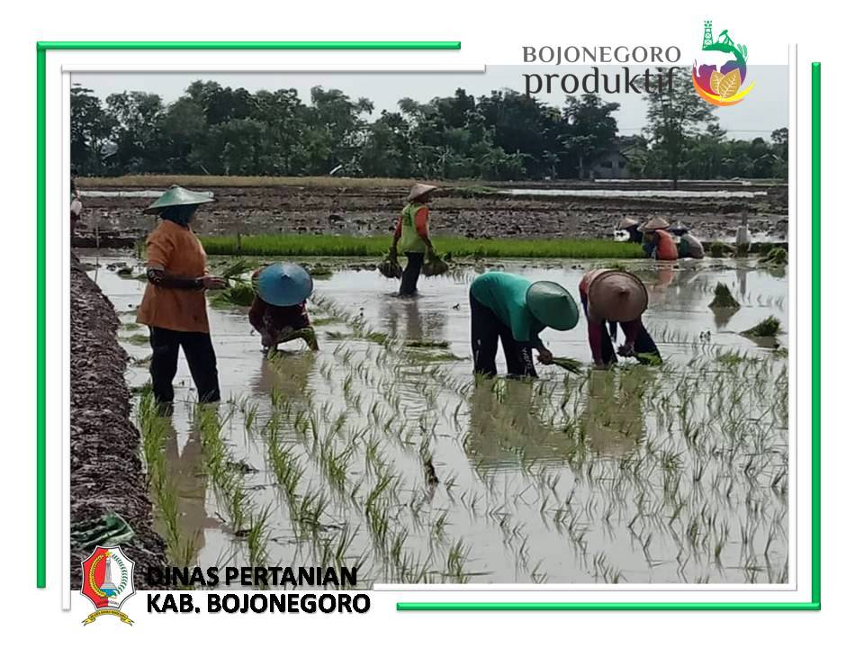 Petani Bareng Sugihwaras Mulai Tanam Padi Bantuan PPM-KPM
