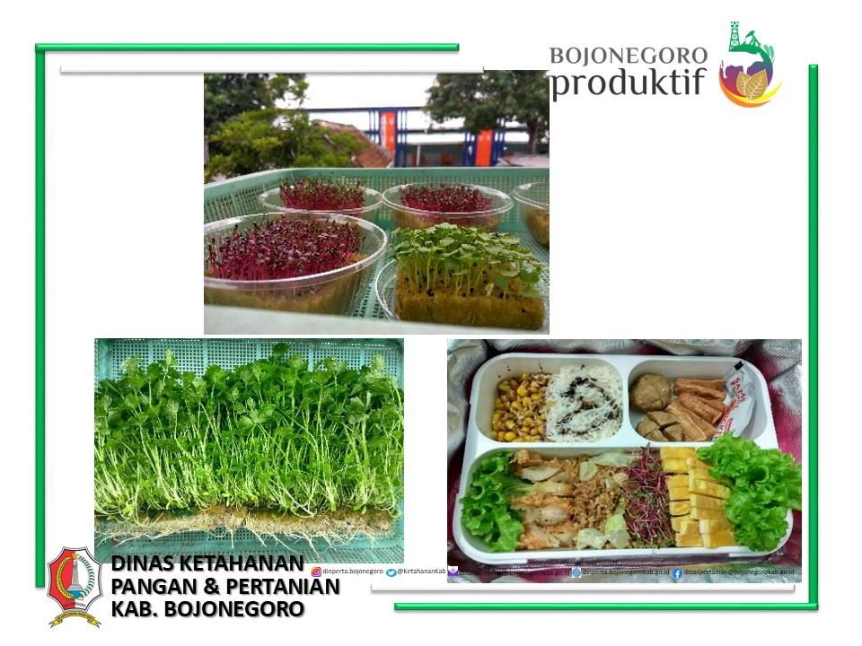 MENGENAL MICROGREENS