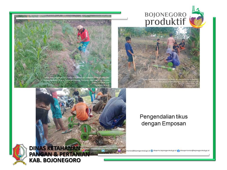 CARA PENGENDALIAN HAMA TIKUS