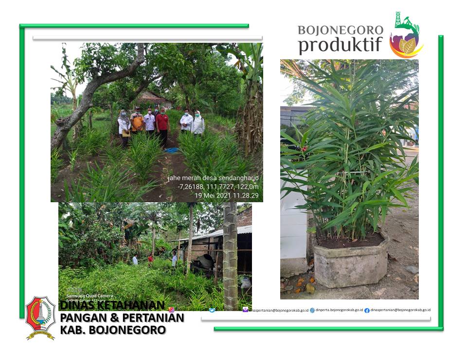 BUDIDAYA TANAMAN JAHE MERAH