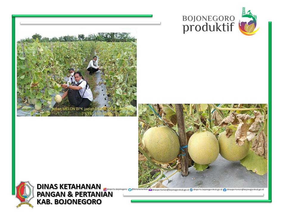 Budidaya Tanaman Melon
