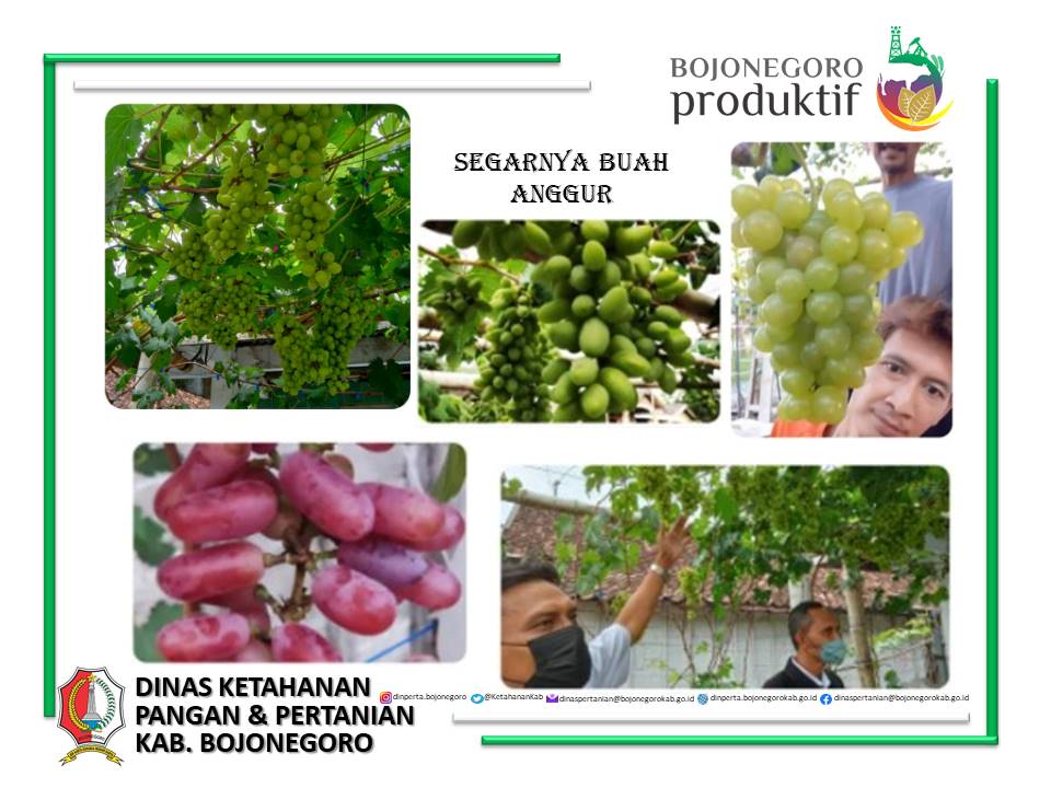 POTENSI TANAMAN ANGGUR DI BOJONEGORO