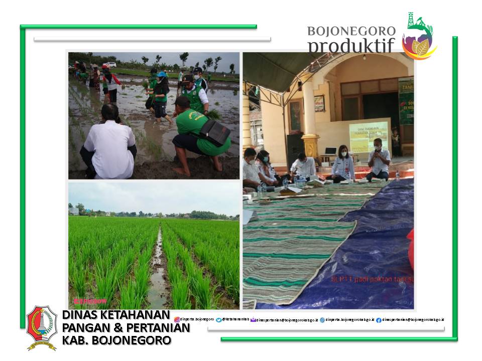 Budidaya Tanaman Sehat (BTS) Di BPP Kostratani Kecamatan Dander Kabupaten Bojonegoro Jatim