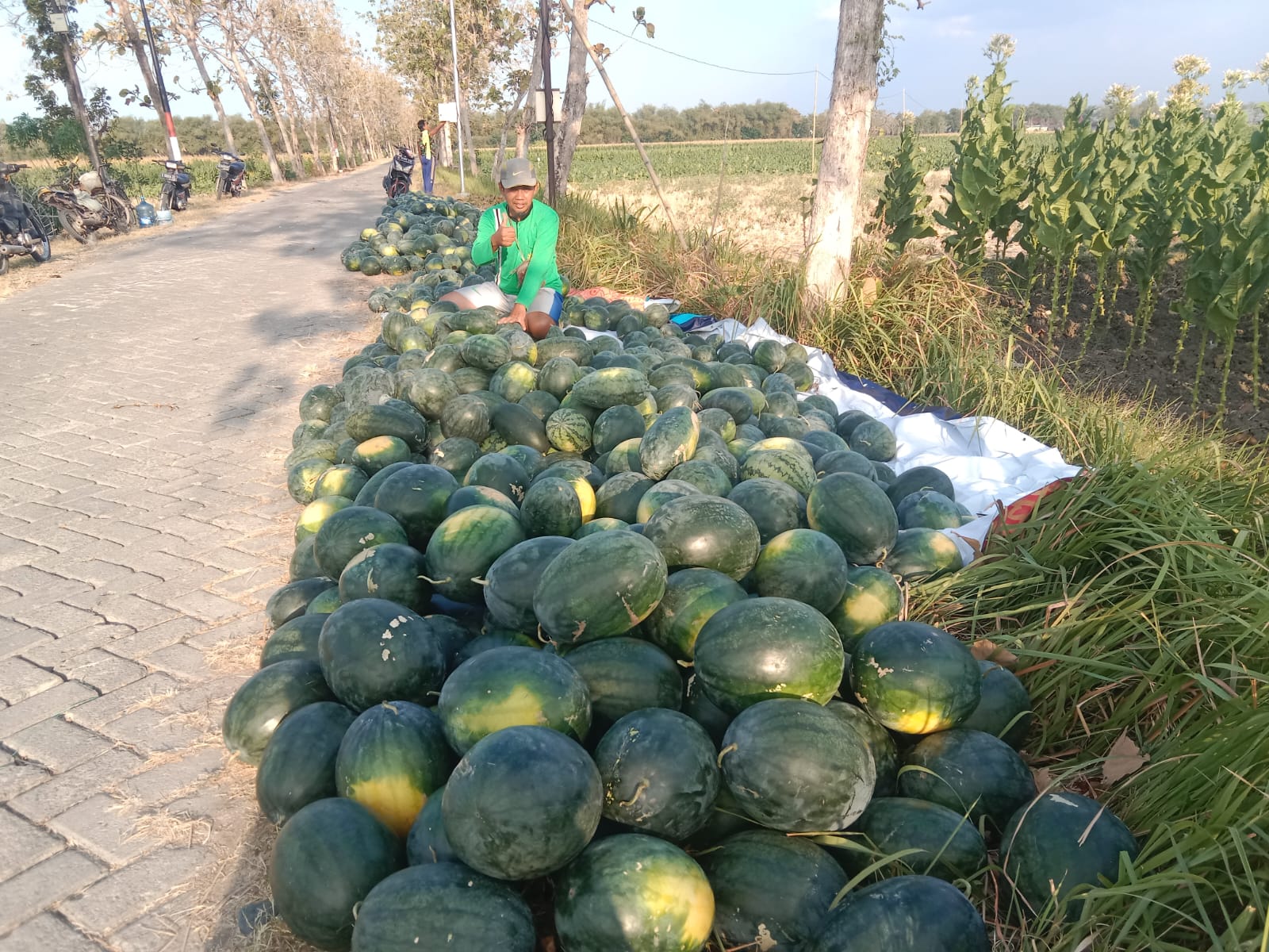 Petani Kanor Panen Semangka Perlakuan Biosaka dan Jakaba