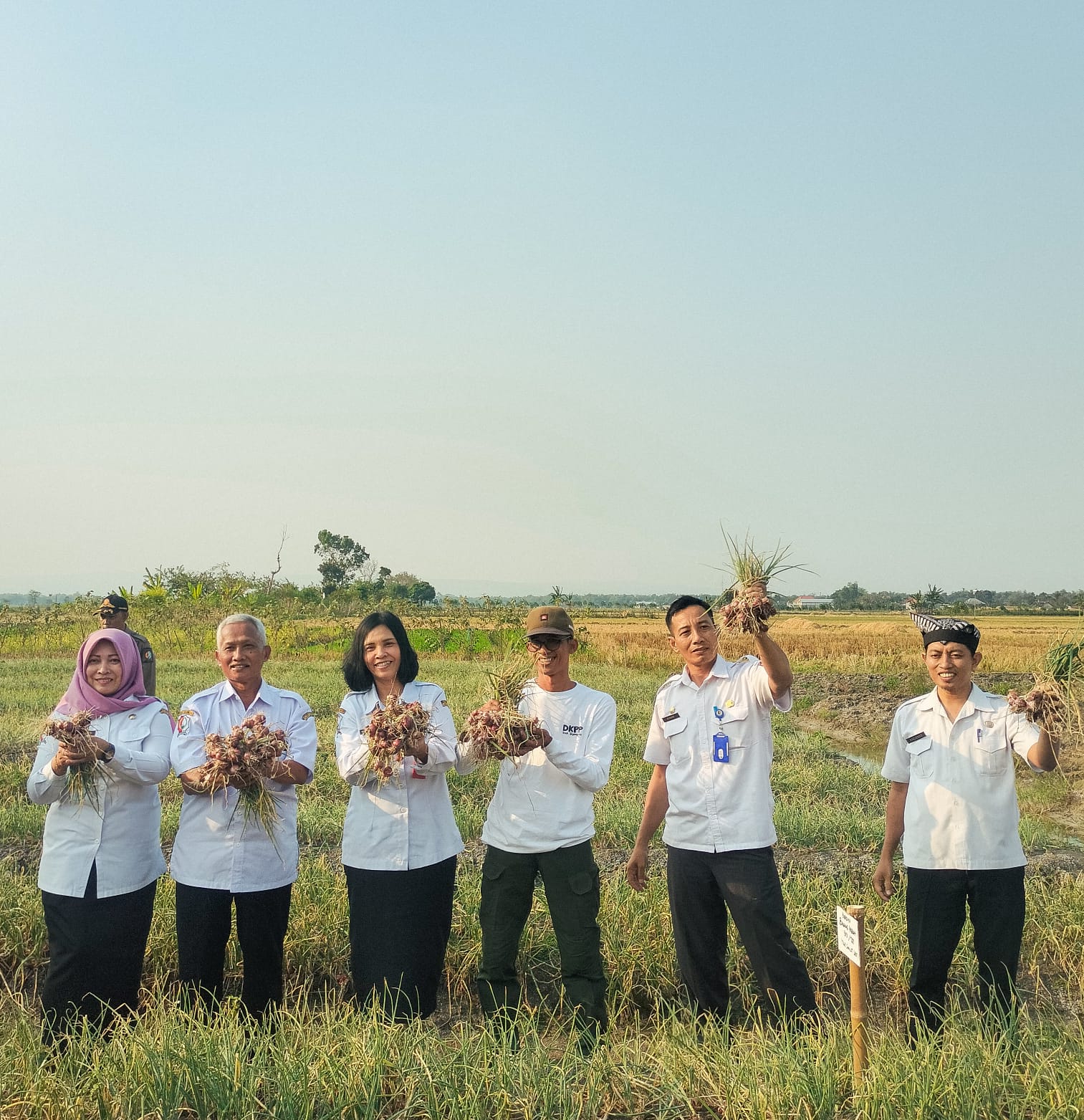 DKPP Bojonegoro Gelar FFD untuk Mengenalkan Teknologi TSS dalam Budidaya Bawang Merah
