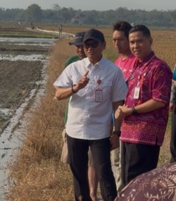 Kemarau Bukan Halangan: Bojonegoro Uji Coba Cara Baru Tanam Padi yang Diklaim Bisa Gandakan Hasil Panen