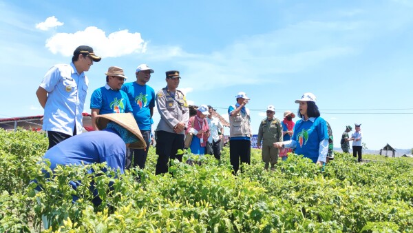 Gandeng BRIN, Pemkab Bojonegoro Kembangkan Budi Daya Cabai Berbasis Kawasan di Sambongrejo