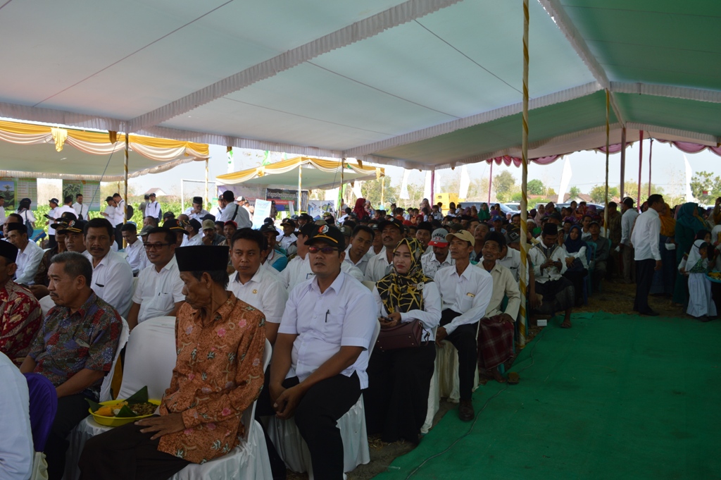 PANEN RAYA TEMBAKAU TAHUN 2019