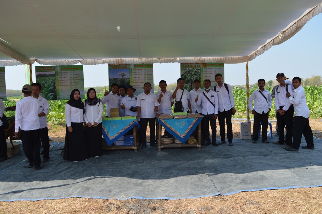 PANEN RAYA TEMBAKAU TAHUN 2019