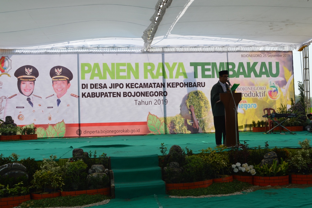 PANEN RAYA TEMBAKAU TAHUN 2019