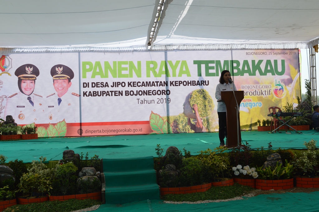 PANEN RAYA TEMBAKAU TAHUN 2019