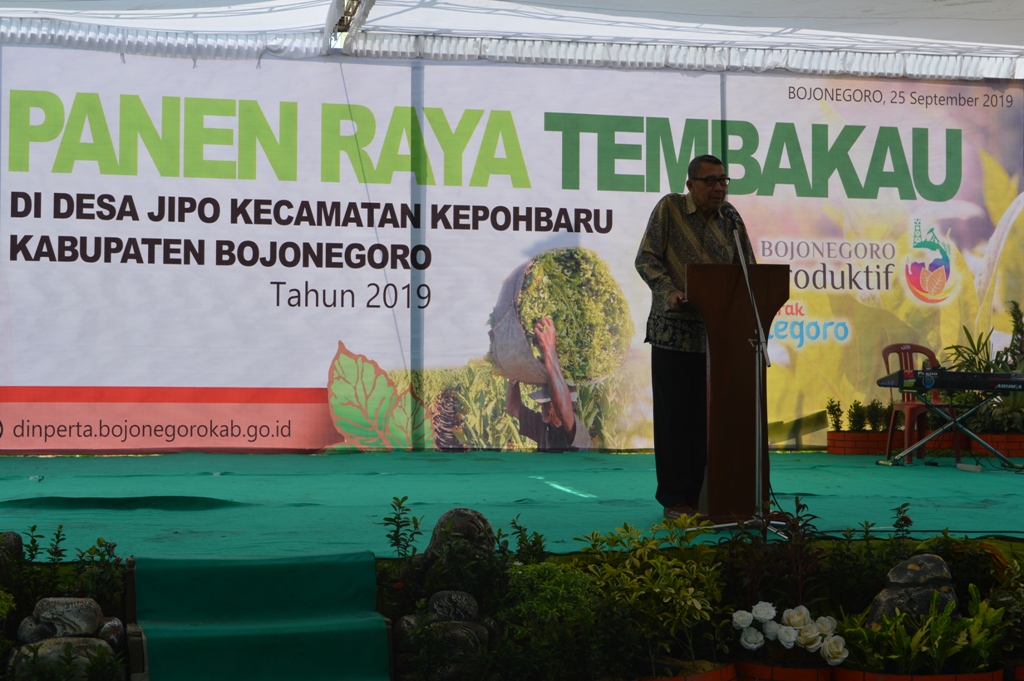 PANEN RAYA TEMBAKAU TAHUN 2019