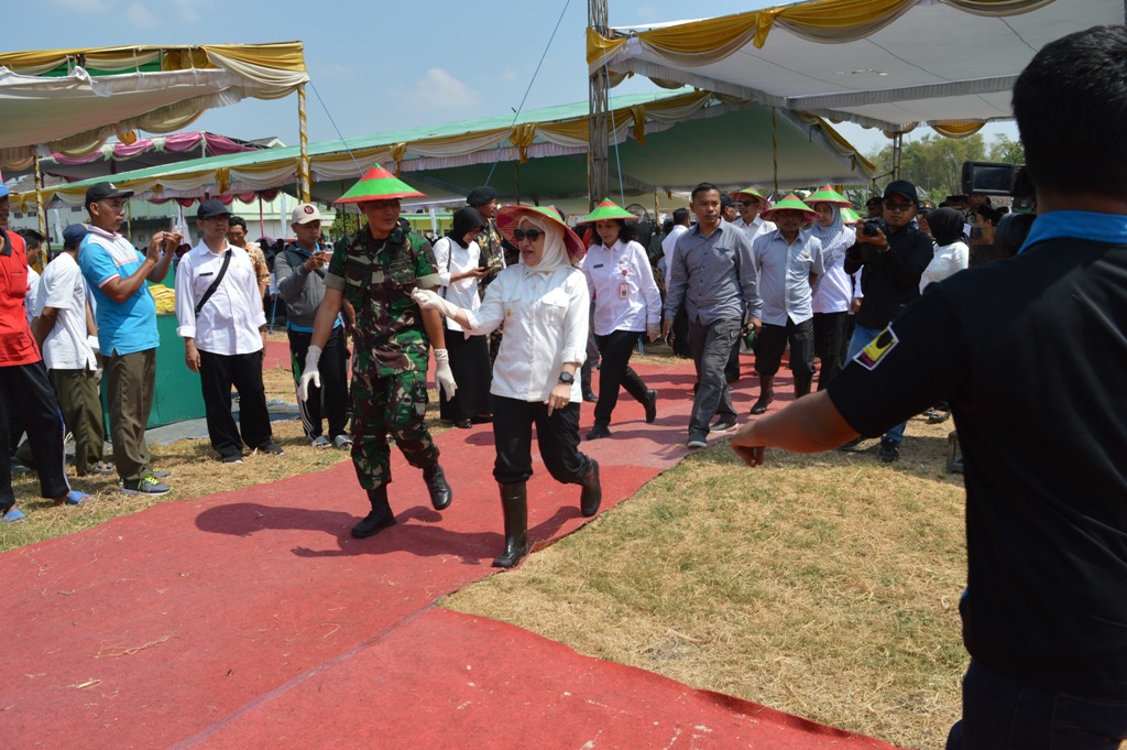 PANEN RAYA TEMBAKAU TAHUN 2019