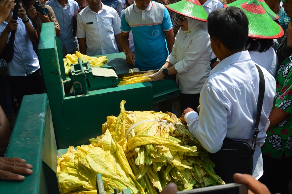 PANEN RAYA TEMBAKAU TAHUN 2019