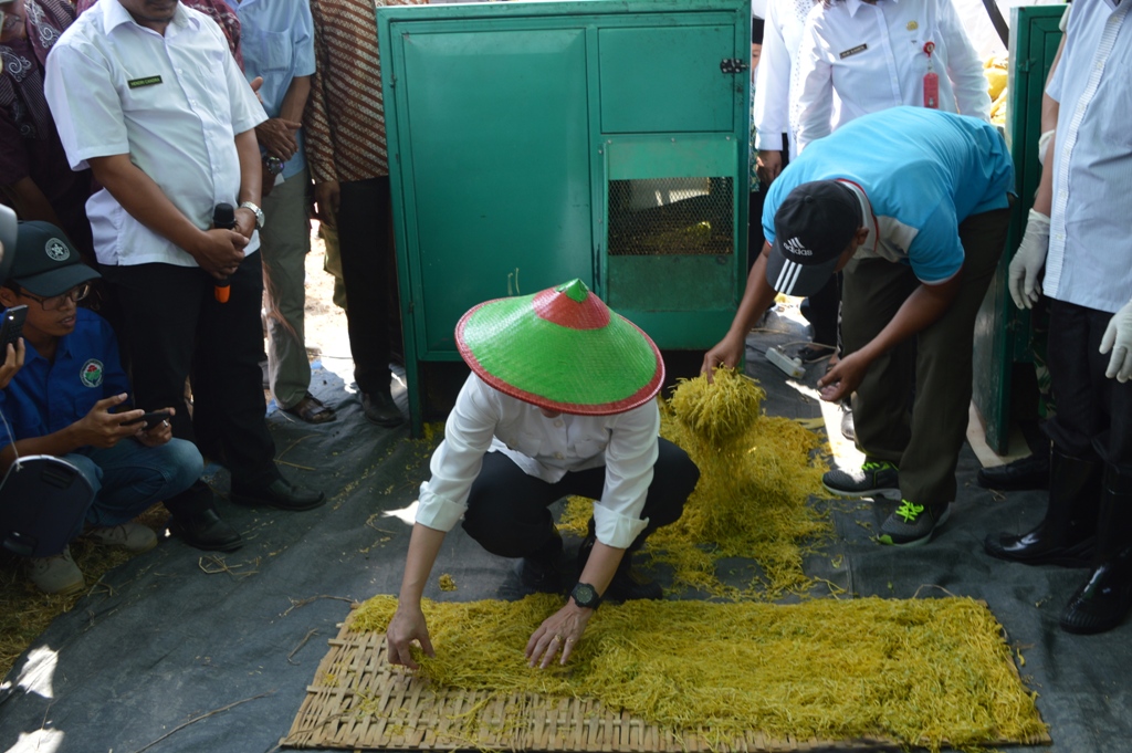 PANEN RAYA TEMBAKAU TAHUN 2019