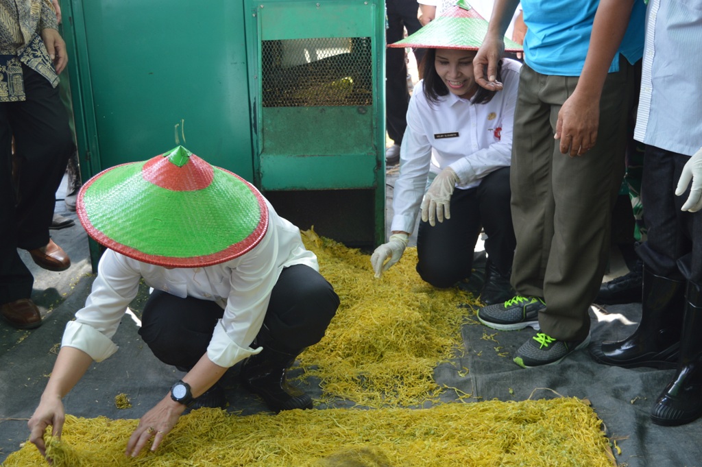 PANEN RAYA TEMBAKAU TAHUN 2019