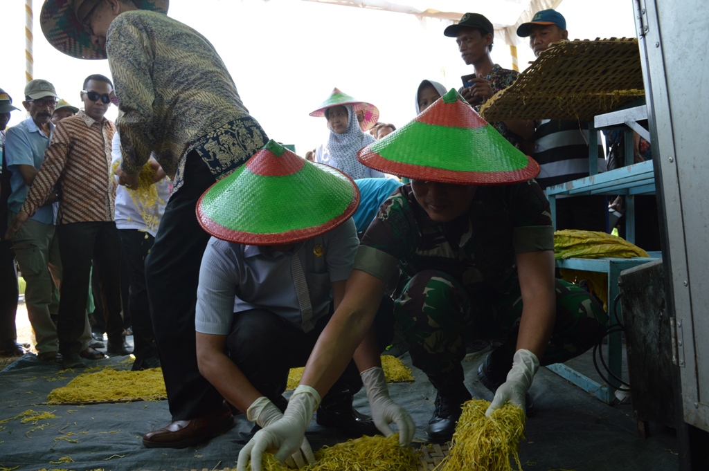 PANEN RAYA TEMBAKAU TAHUN 2019