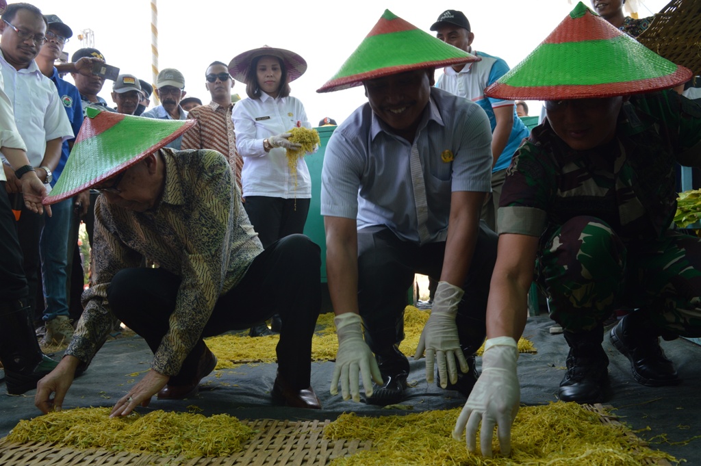 PANEN RAYA TEMBAKAU TAHUN 2019