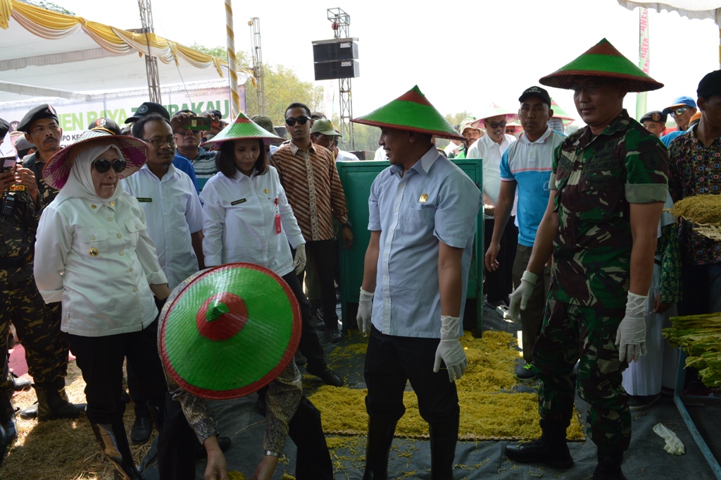 PANEN RAYA TEMBAKAU TAHUN 2019