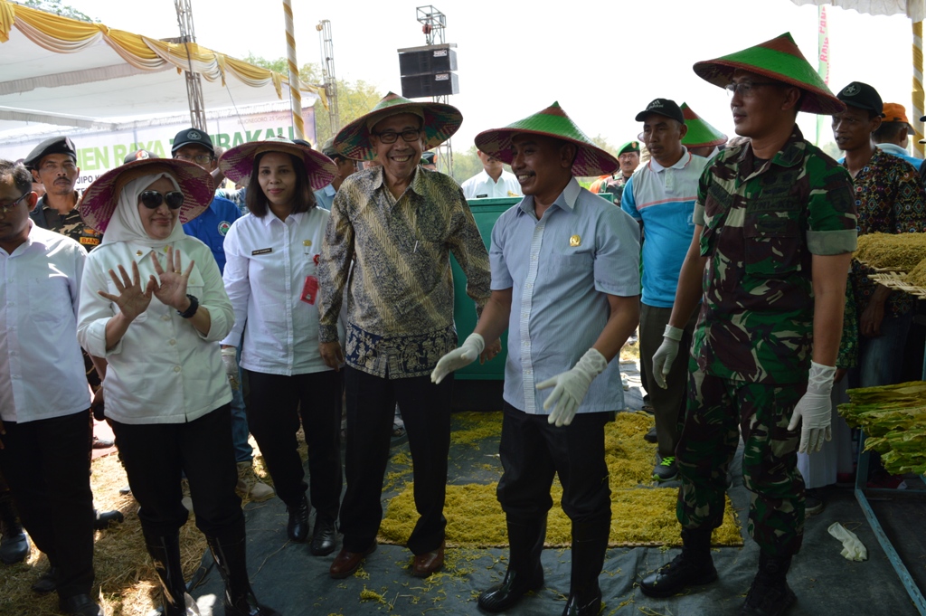PANEN RAYA TEMBAKAU TAHUN 2019