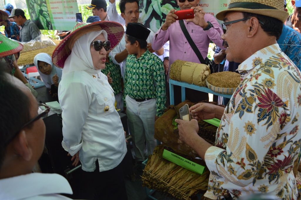 PANEN RAYA TEMBAKAU TAHUN 2019